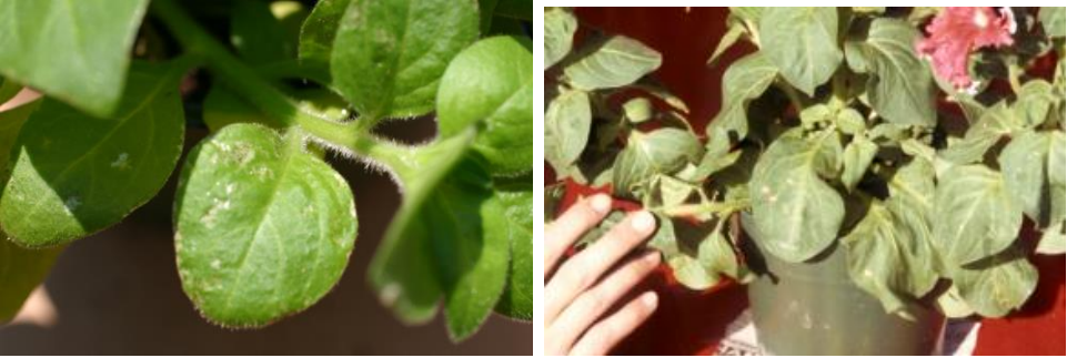 Figura 2: Cicatrices por alimentación de Trips en petunia (izquierda) y bordesoscuros alrededor de donde los trips se han alimentado (derecha).Fotos por L. Pundt