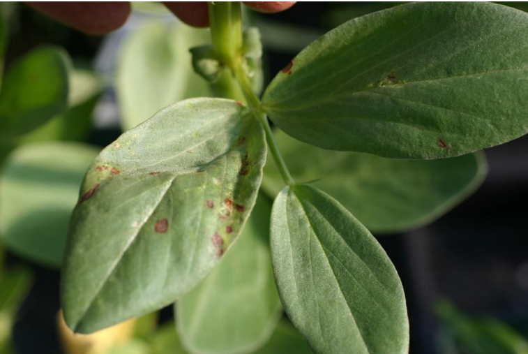 Figura 3: Las manchas de color marrón oscuro indicaninfección de tospovirus en habas. Foto por L. Pundt 