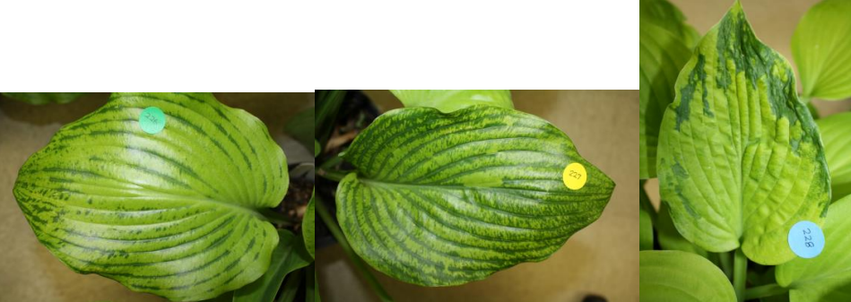 Figura 1: HVX. Venas de color verde oscuro y moteado en Sum y Substance (primeras dos fotosa la izquierda) y moteado de hojas en August Moon (extremo derecho) Fotos de J. Allen. 