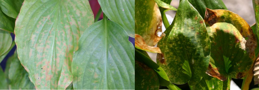 Figura 2: HVX: Bronceado o necrosis en Royal Standard (izquierda) y moteado en Blue Cadet(derecha) Fotos por L. Pundt 