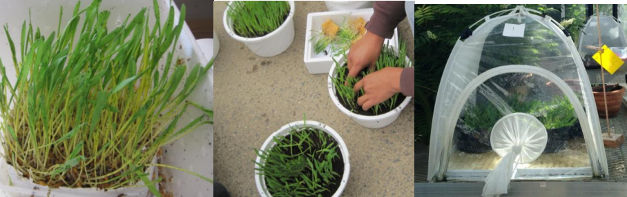 Figure 1: Starter Banker Plant (on left) and planting Sections of the Aphid Banker Plants (incenter).and Bug Dorm (on right) Photos by L. Pundt