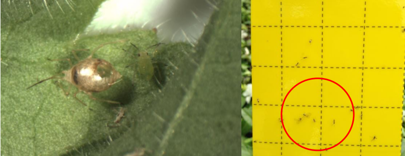 Figure 2: Aphid mummy (left), young aphid nymph on right and Aphidius colemani on stickycard. Photos by L. Pundt