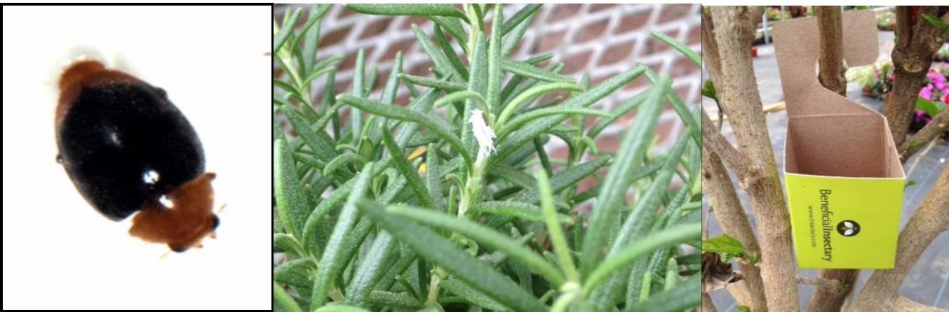 Figures 1 & 2: Mealybug destroyer adult (left) and larvae on rosemary (middle) and distributionor release box (far right). Photos by L. Pundt