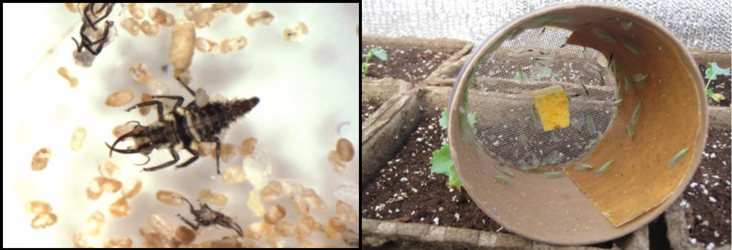 Figures 3 & 4: Lacewing larvae and adults. Photos by L. Pundt