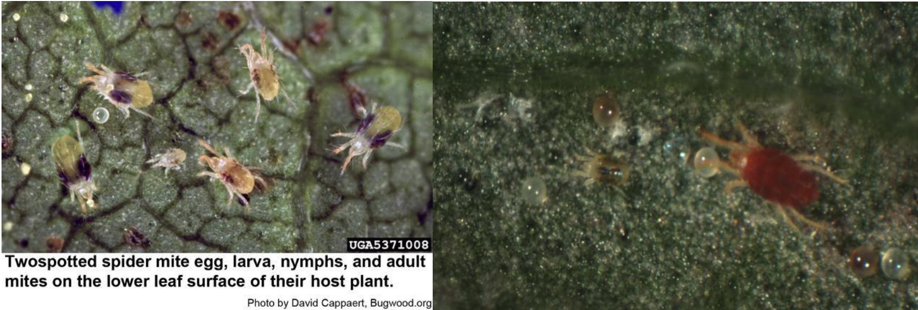 Figure 1: Two-spotted spider mite egg, larvae, nymphs, and adult (on left). Photo by DavidCappert, Bugwood.org and Bright- orange diapausing adult female mite (on right). Photo by L.Pundt 