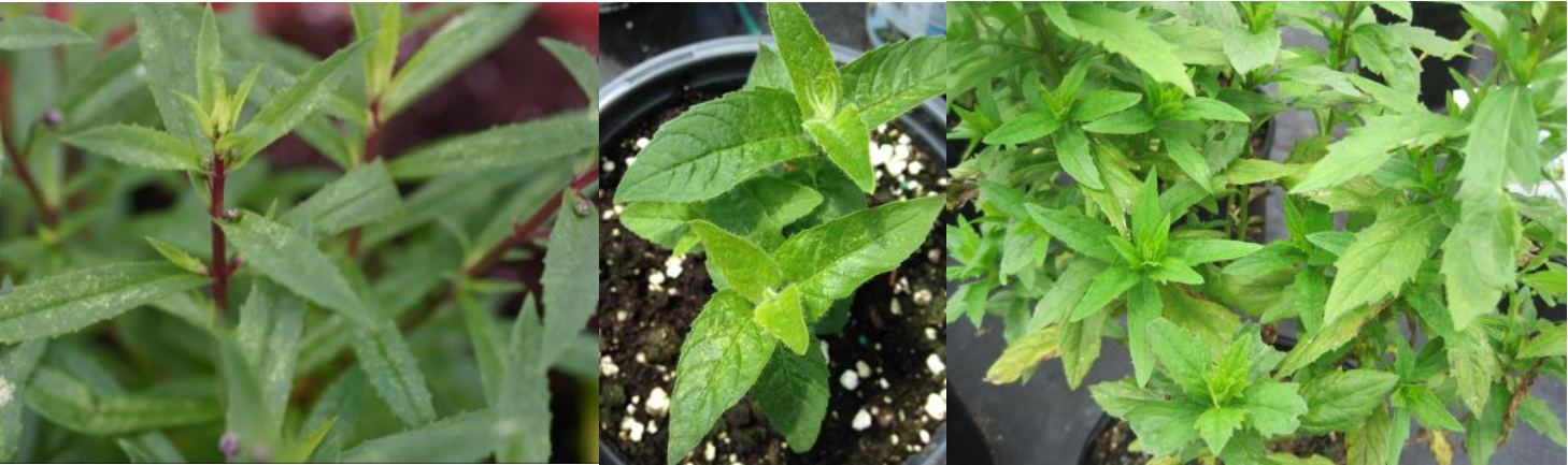 Figure 2: Flecking or stippling on Angelonia (on left), beebalm (in middle) as signs of spidermite feeding and yellowing leaves on False Aster, resembling a nutrient disorder (far right).Photos by L. Pundt
