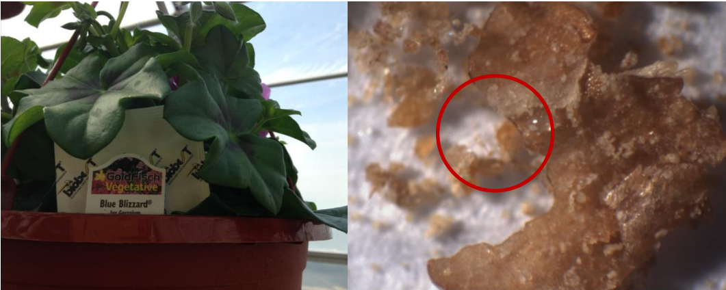 Figures 1 & 2: Mini-sachets placed in hanging baskets, so they are shaded from full sun (on left) and slow-moving, mold mite covered with fine hairs. (on right). Photos by L. Pundt