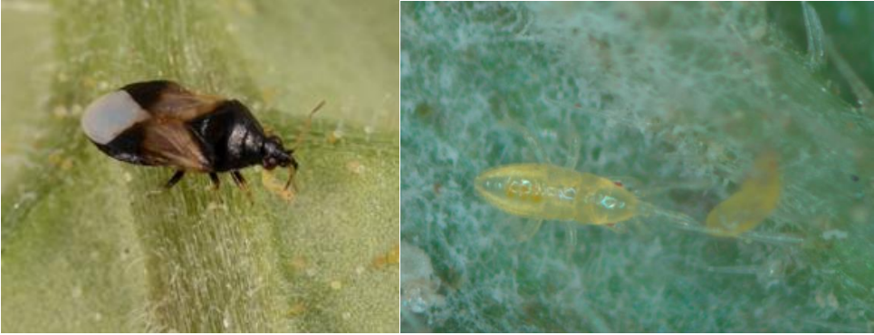 Figures 3 & 4: The insidious flower bug, Orius insidiosus Say, feeding on a thrips larva. Adult (on left) and larva (on right) Photograph by Lyle J. Buss, University of Florida (on left) and Orius nymph Photo by J. Allen, UConn (on right).