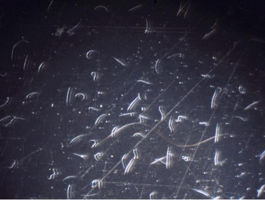 Figure 2: Dead nematodes will be straight and healthy nematodes will have a slight J curl. Checknematodes before and after application. Photo by L. Pundt