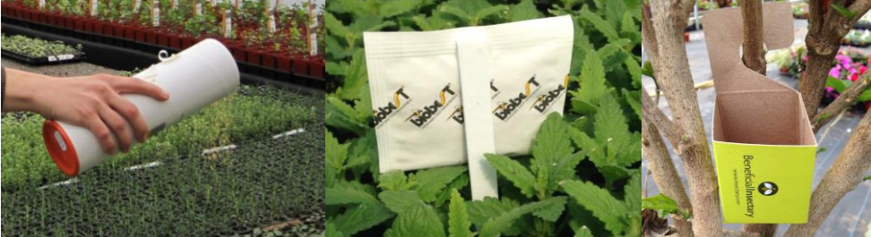 Figure 3: Applying beneficial predatory mites via a shaker tube (on left), via mini sachets on a stick (inmiddle) and use of release boxes where small amounts of aphid mummies or other BCAs can be placedto keep them from falling to the ground (on right). Photos by L. Pundt 