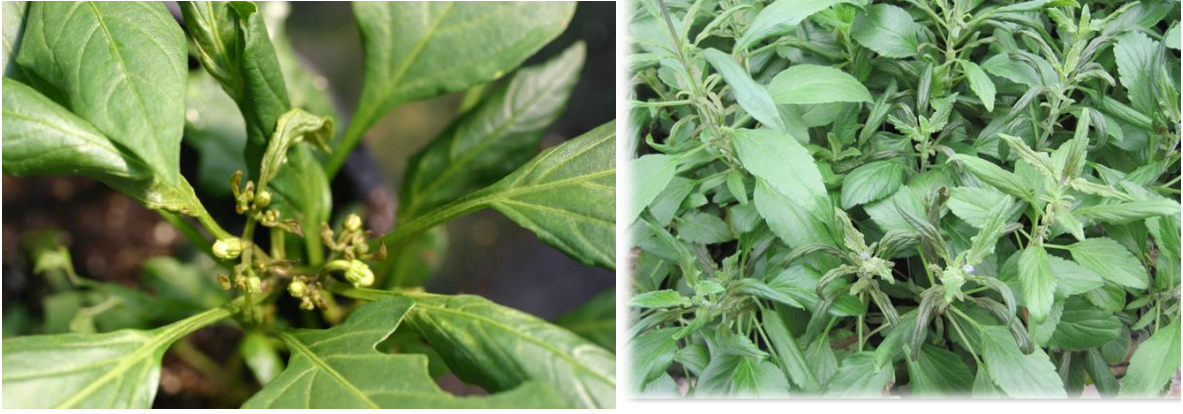 Figures 2 & 3: Outer leaf edges turn downward, and terminal buds are killed on pepper (on left) and salvia (on right). Photos by L. Pundt