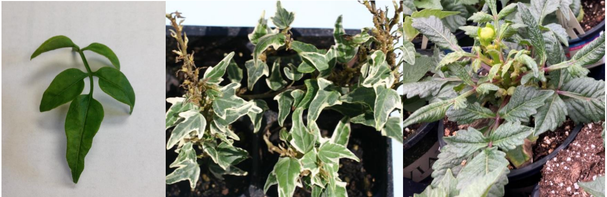 Figures 4 & 5 & 6: Feeding damage to jasmine (far left), English ivy (middle), and dahlia (onright). Photos by L. Pundt