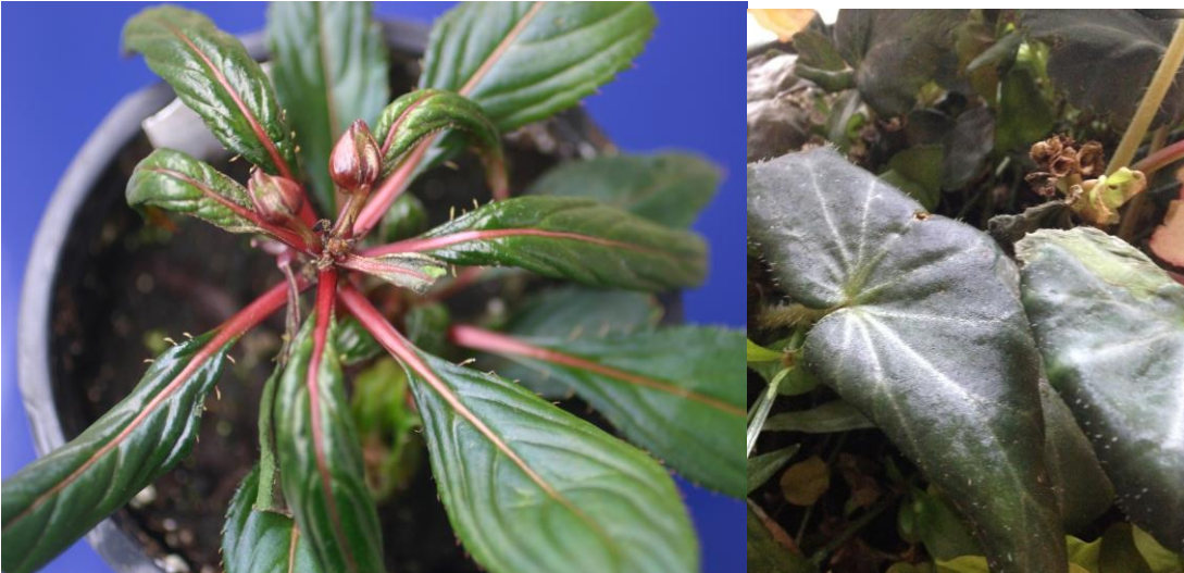 Figures 7 & 8: Feeding damage to New Guinea impatiens (on left) and begonias (on right).Outer leaves turn downward, and growing point is killed. Photos by L. Pundt