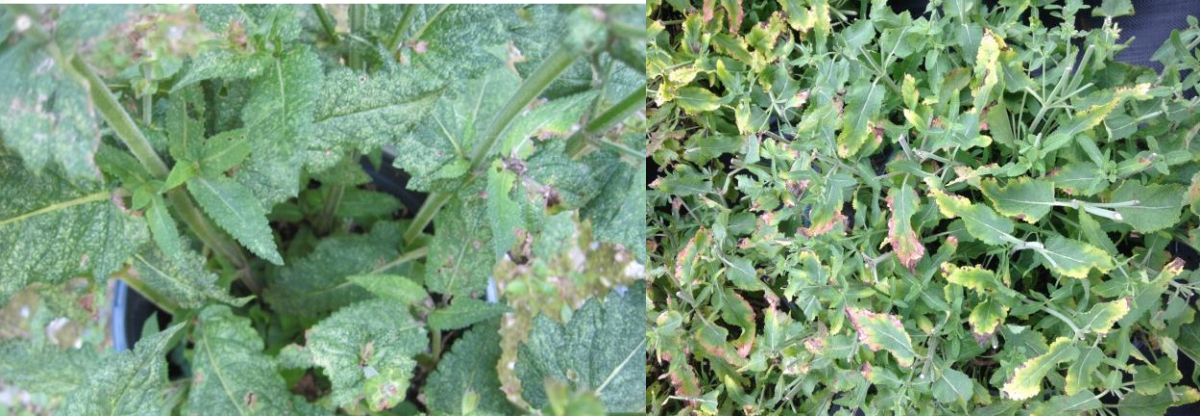Figure 1: Leafhopper feeding damage on Salvia with white flecking (on left) and yellow andbrown leaf margins (on right). Photos by L. Pundt