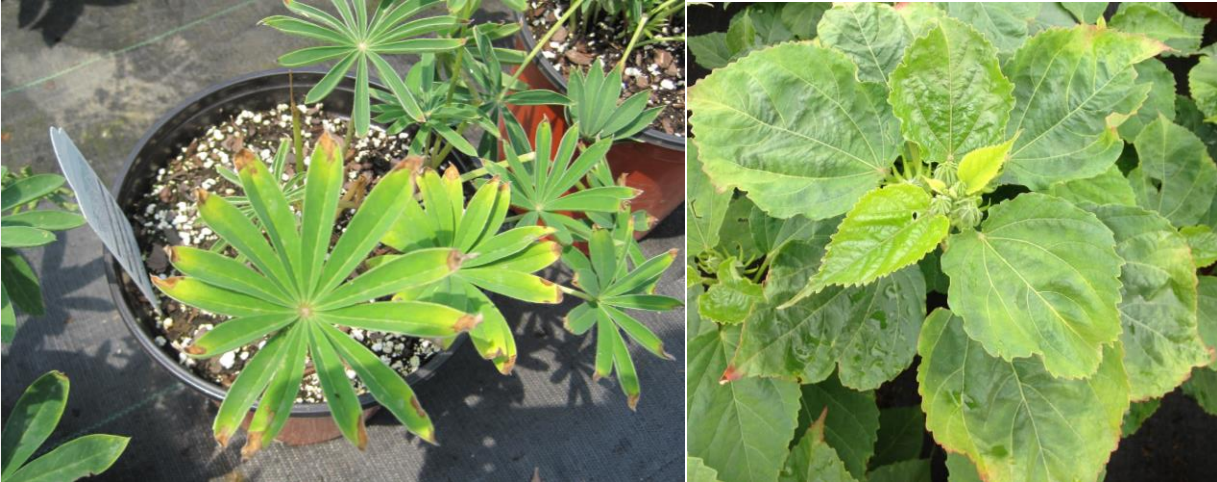 Figure 3: Hopperburn on Lupine (on left) and Hibiscus (on right). Photos by L. Pundt