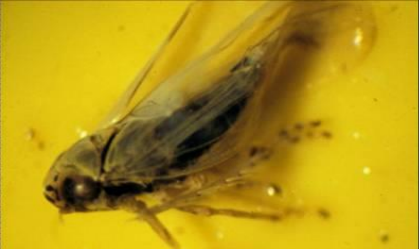 Figure 4: Aster leafhopper adult on sticky card. Photo by L. Pundt