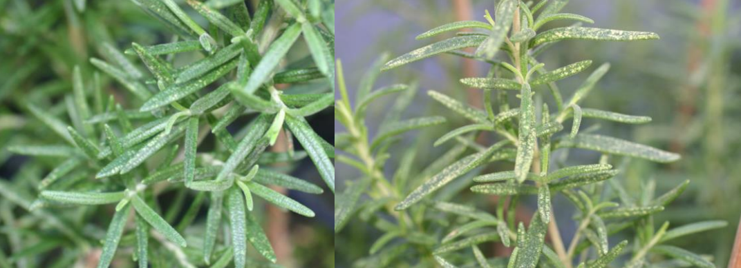 Figure 5: Ligurian Leafhopper feeding damage on rosemary. Photos by L. Pundt