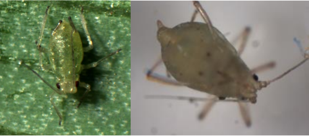 Figure 3: Close-up of green peach aphid. Cornicles are approximately the length of their body and areslightly darkened at their tip (on left) and have pronounced indentation between the bases of theirantennae with protrusions that aim toward each other (on right). Photos by L. Pundt 