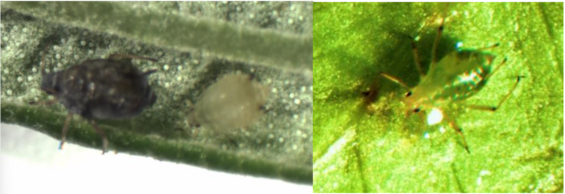 Figure 4: Melon aphids vary in color from yellow to black with distinctive white patches on their abdomenand short black cornicles (on left); pale green shiny foxglove aphid with large dark-green spots at thebase of their cornicles and black markings on legs and antennae (on right). Photos by L. Pundt 