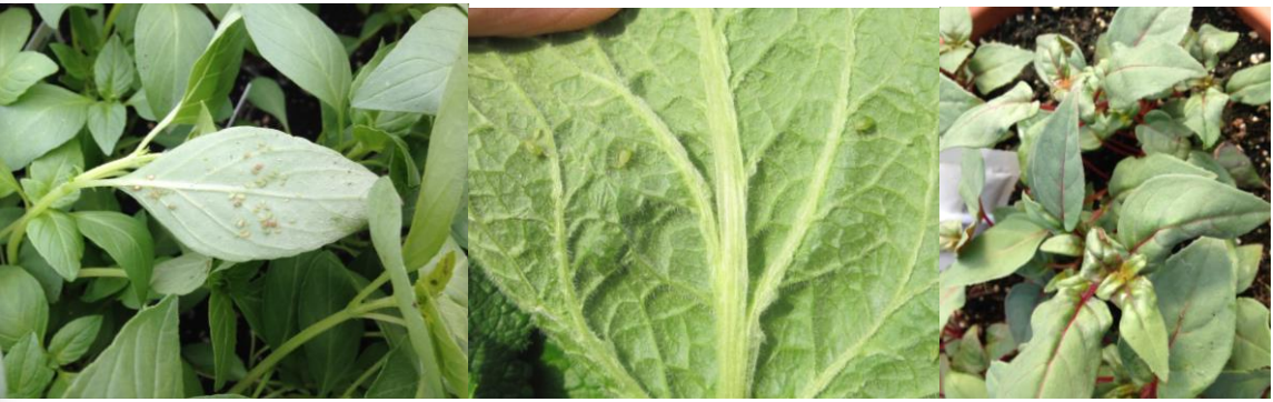 Figure 5: Look on the underside of leaves for aphids on basil (far left), foxglove (in middle) and look forleaf distortion from foxglove aphid feeding on fuchsia (far right). Photos by L. Pundt
