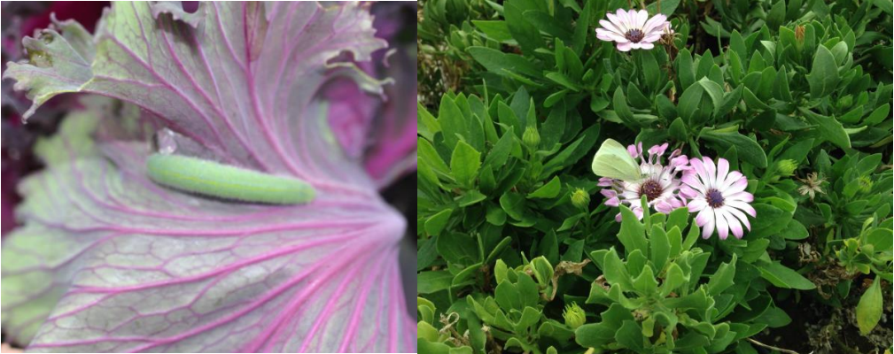 Figure 1: Imported cabbageworm larvae (on left) and adult (on right). Photos by L. Pundt