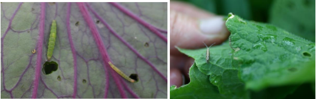 Figure 2: Diamondback moth larvae (on left) and adult (on right). Photos by L. Pundt