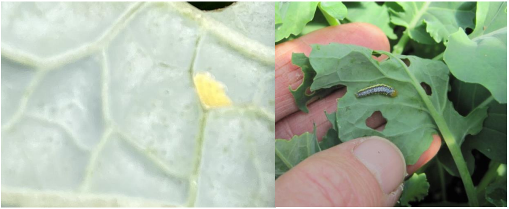 Figure 3: Cross-striped cabbageworm eggs (on left) and larvae (on right). Photos by L. Pundt