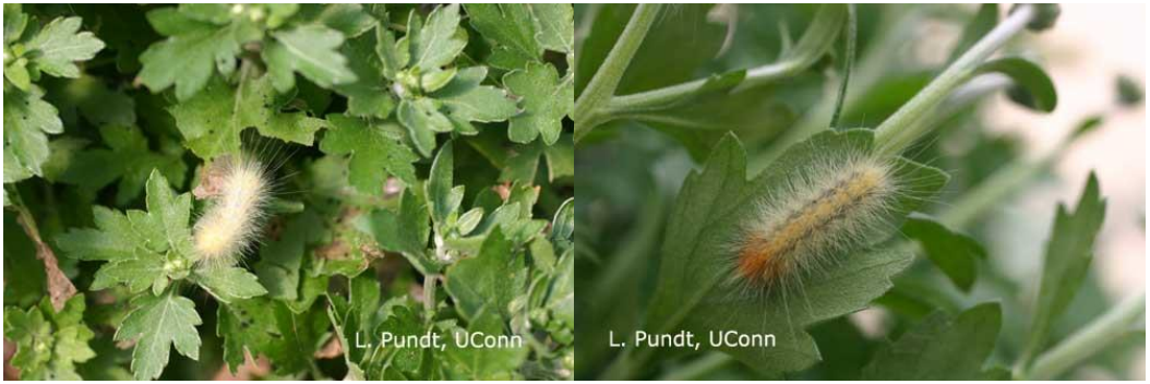 Figure 4: Younger (on left) and more mature saltmarsh caterpillars (on right) on garden mums. Photos byL. Pundt