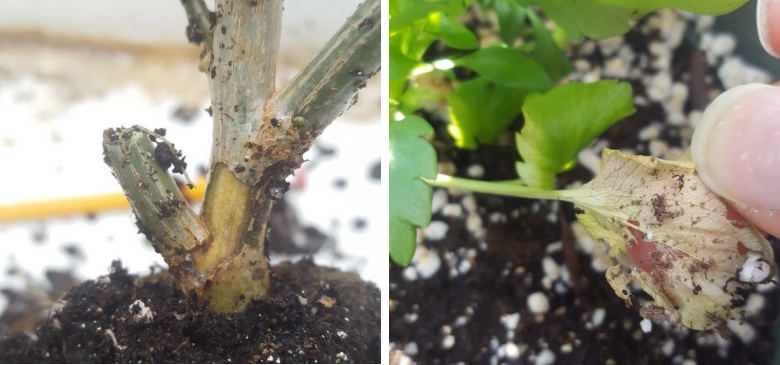 Figure 5: European pepper moth damage to a poinsettia stem (on right) and larvae and its feedingdamage on lower pansy leaf. Photos by Annemarie Nagle, NCSU