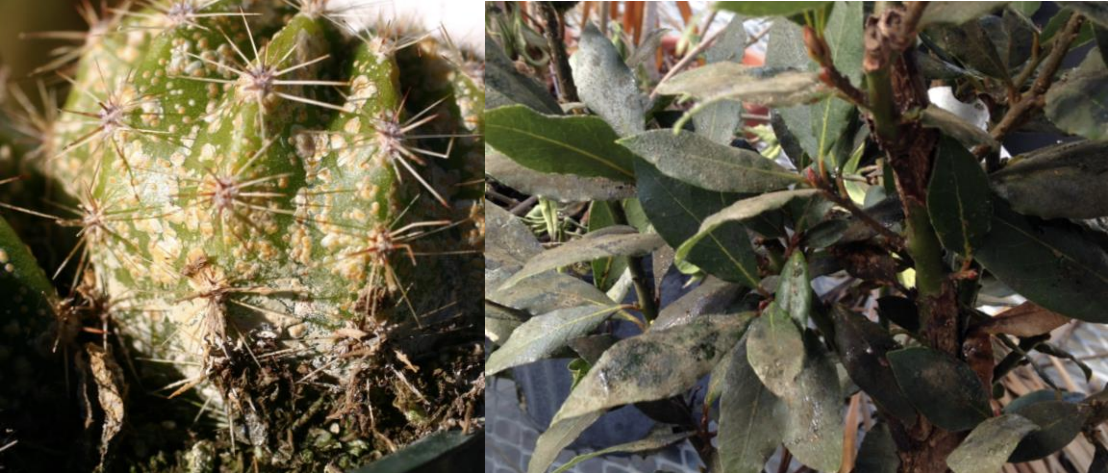 Figure 1: Armored scale insects do not produce honeydew (on left) but soft scale insects producehoneydew (on right). Photos by L. Pundt