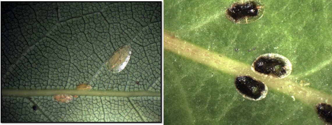 Figure 2: Immature scale crawlers (on left) and signs of parasitism (on right) with round exit hole whereparasitic wasp emerged. Photos by L. Pundt.