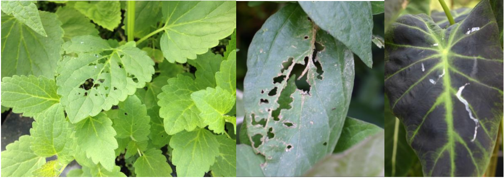 Figure 1: Slug feeding damage on Agastache (far left), on tropical plant (in middle) andslime trails on Colocasia (on right). Photos by L. Pundt
