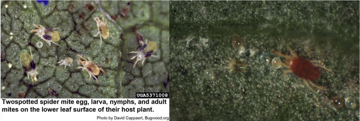 Figure 1: Two-spotted spider mite egg, larvae, nymphs, and adult Photo by David Cappert,Bugwood.org (on left) and bright orange diapausing adult female mite (on right). Photo by L.Pundt