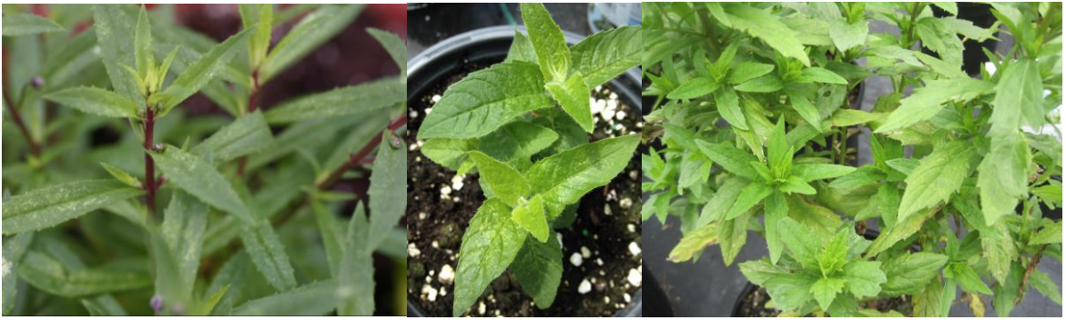 Figure 2: Flecking or stippling as signs of spider mite feeding on Angelonia (on left), Bee-balm(in middle) and yellowing leaves on Boltonia (on right) , resembling a nutrient disorder. Photosby L. Pundt
