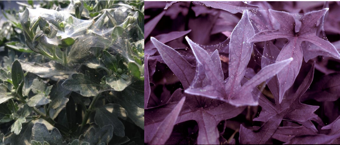Figure 3: When high spider mite populations develop, fine webbing can be seen on gardenmums (on left) and Ipomoea (on right). Spider mites migrate to the young, new growthwhere they can become easily airborne and blown to new hosts. Photos by L. Pundt