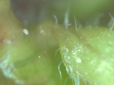 Figura 1: Huevo liso de un ácaro del ciclamen. Foto de J. Allen