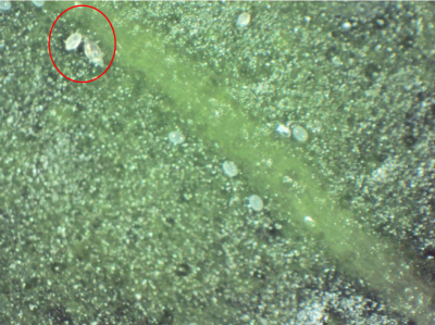 Figura 2: Los huevos elípticos, translúcidos e incoloros están cubiertos deprotuberancias blanquecinas. Los ácaros blancos adultos están dentro del círculo. Foto de L. Pundt