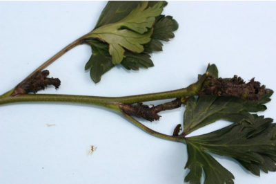 Figura 4: Lesión por ácaros del ciclamen en Aconitum. Nóte el oscurecimiento de loscapullos. Foto de L. Pundt