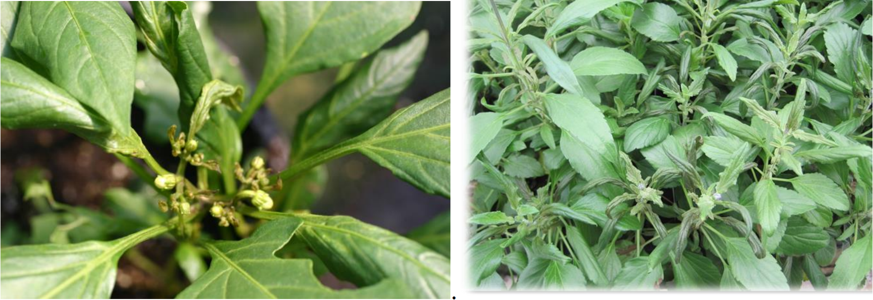 Figuras 5 & 6: Bordes exteriores de las hojas doblados hacia abajo y brotes terminalesmuertos en pimiento y salvia. Fotos de L. Pundt