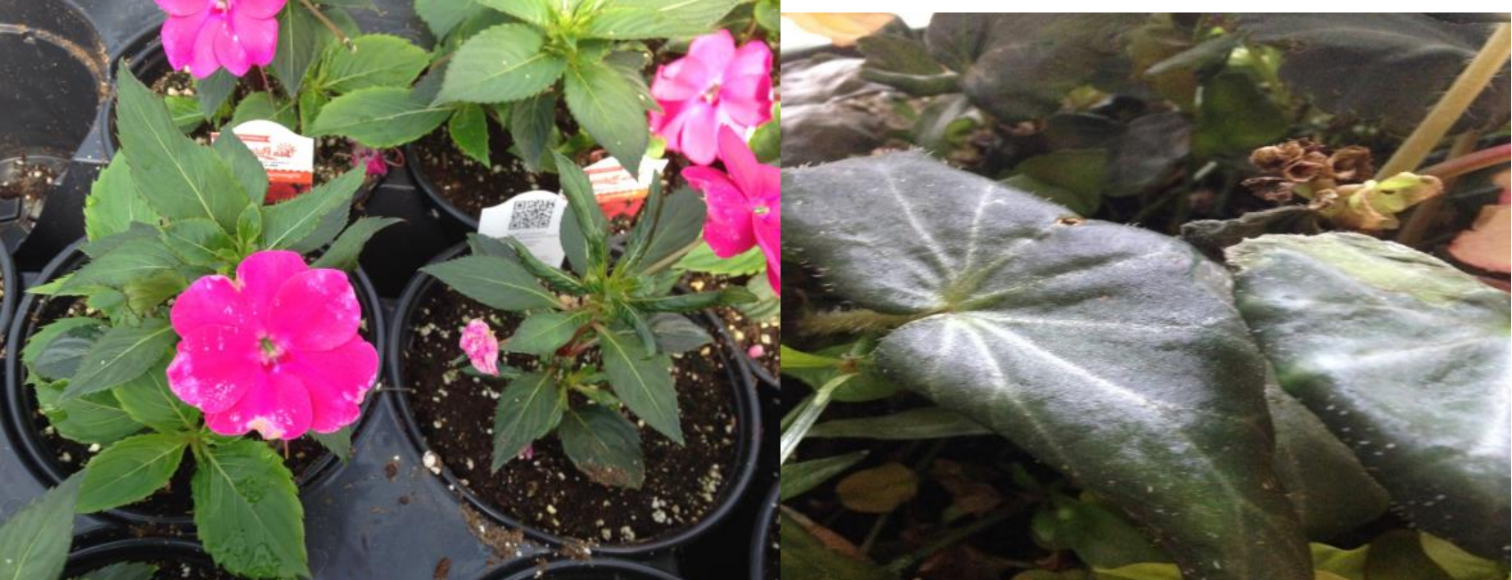 Figuras 9 y 10: Daños por alimentación en impatiens y begonias. Fotos de L. Pundt