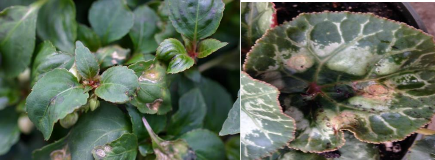 Figura 1 y 2: Manchas anulares, patrones de líneas y retraso en el crecimientocaracterísticos de INSV en impatiens de jardín (izquierda) y huellas marrones yredondas características de INSV en ciclamen (derecha). Fotos de L. Pundt