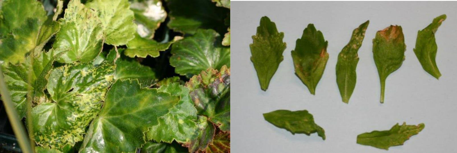 Figura 3 y 4: Patrones de mosaico característicos de INSV en Begonias (izquierda) yanulares en Lobelia (dercha). Fotos de L. Pundt