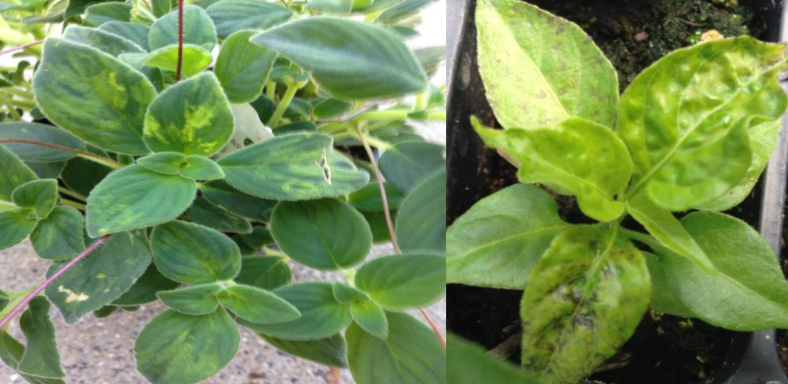 Figura 5 y 6: Síntomas de TMV en Streptocarpus (izquierda) y pimiento (derecha).Fotos de L. Pundt