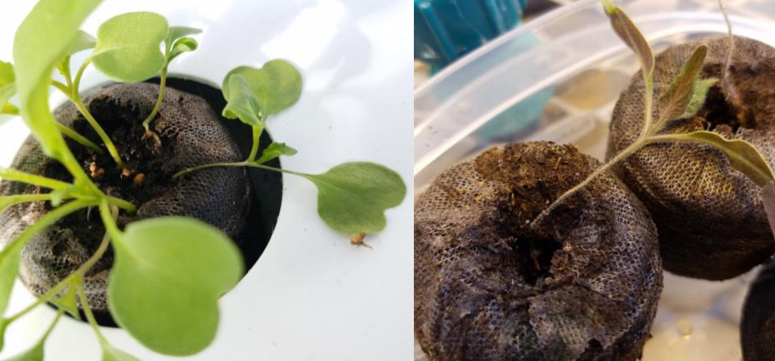 Figura 1: Damping-off en rúcula causada por Pythium aphanidermatum (izquierda) y en tomatecausado por Phytophthora nicotianae (derecha) . Fotos de Cora McGehee
