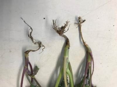 Figura 3: Tallo de alambre en brócoli causado por Rhizoctonia. Foto de Angela Maderis.