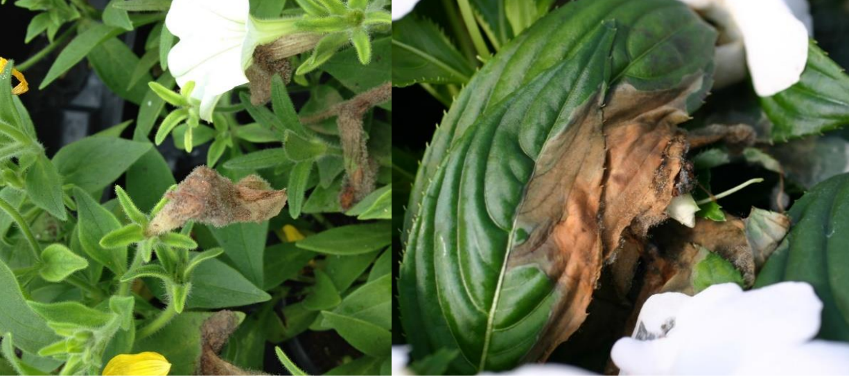 Figura 1 y 2: Esporulación de Botrytis en petunias de flores blancas e Impatiens de NuevaGuinea. Fotos por L. Pundt