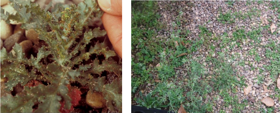 Figura 1: Pulgones en malezas que crecen en cubierta de grava. Fotos por L.Pundt