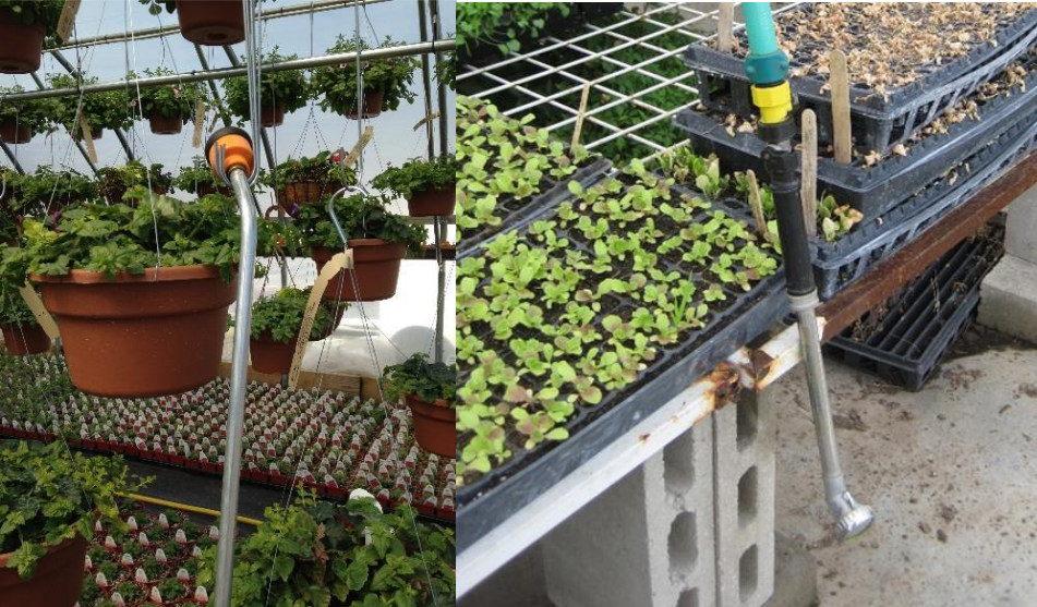 Figura 2: Mantenga los extremos de la manguera fuera del piso del invernadero.Fotos por L. Pundt