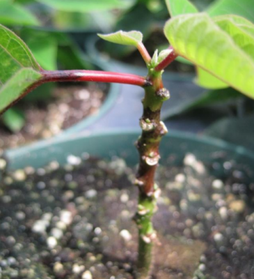 Figura 3: Daño por fitotoxicidad a la flor de pascua por blanqueador de cloro.Foto por L. Pundt