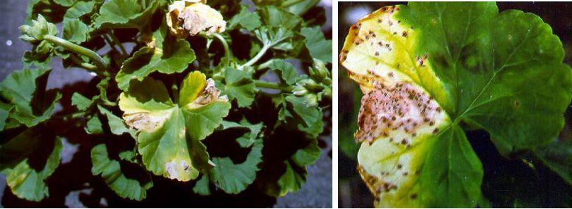 Figura 1 y 2: Tizón bacteriano en geranios. Fotos por L. Pundt